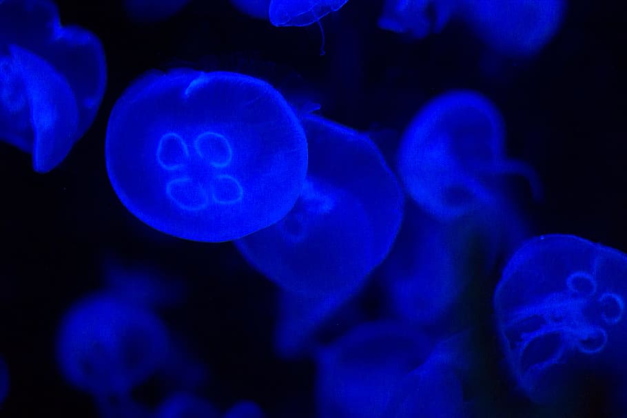 Real Jellyfish Aquarium, poisonous, nature, fish, dark Free HD Wallpaper