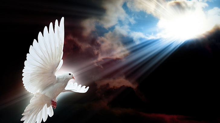 Red Holy Spirit Dove, animal wing, symbols of peace, one animal, motion Free HD Wallpaper