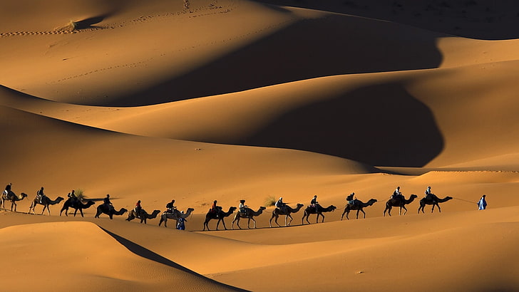 Sahara Desert Camel Ride, africa, land, group of people, travel Free HD Wallpaper