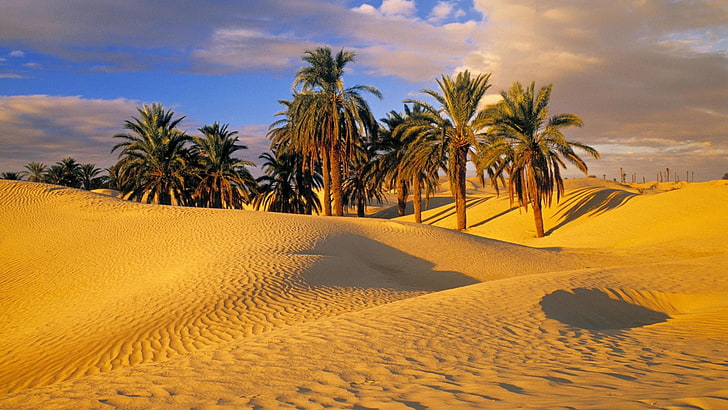 Sahara Desert Oasis Cities, dunes, environment, no people, date palm Free HD Wallpaper