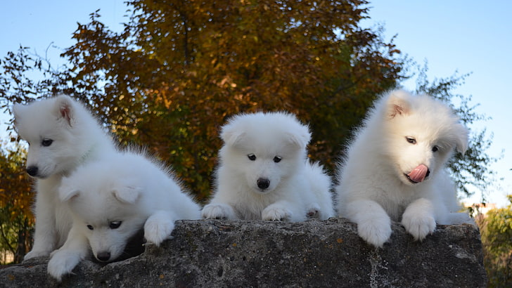 Samoyed Husky Mix Puppies, outdoors, pets, pomeranian, cute Free HD Wallpaper