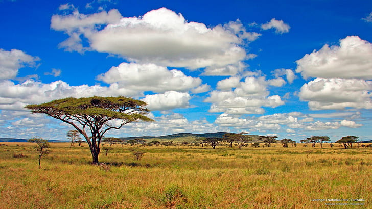 Serengeti Desert, tanzania, park, serengeti, national Free HD Wallpaper