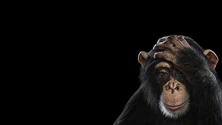 Show Monkey Computer, monkey, no people, animal themes, looking away Free HD Wallpaper