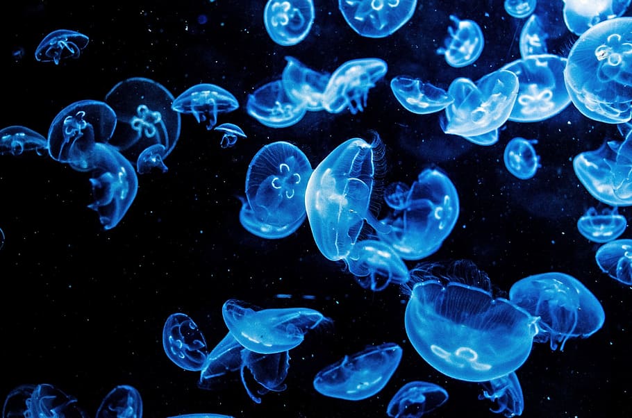 Small Jellyfish, diving, wildlife, water, underwater Free HD Wallpaper