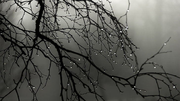 Spring Rain Black and White, day, bare tree, water drops, drop Free HD Wallpaper