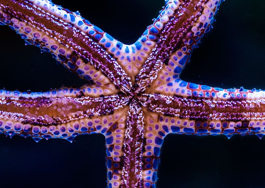 Teal Starfish, tank, no people, science, sea Free HD Wallpaper