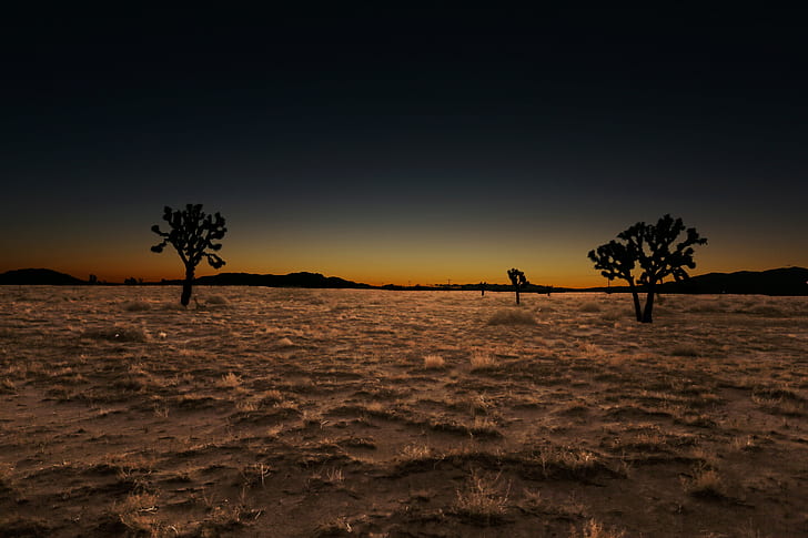 Turf Grass Lawns, death, sea, antelope valley california, nightlife