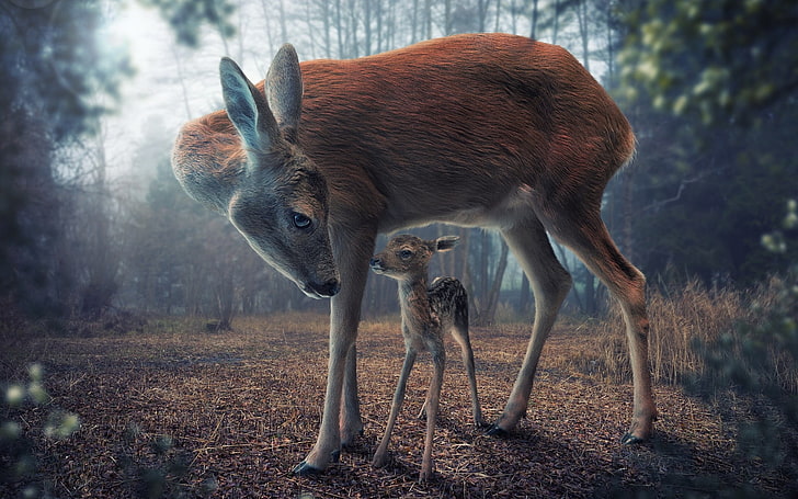 two animals, day, animals in the wild, fawn Free HD Wallpaper