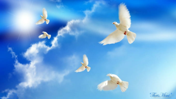 Two Doves Flying, ~*~, bird,, peace, doves Free HD Wallpaper