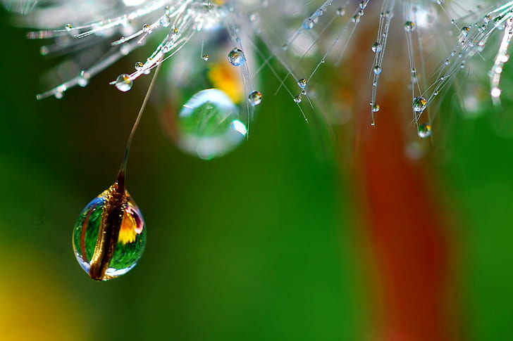 Water Drop Painting, drops, macro, freshness, plant Free HD Wallpaper