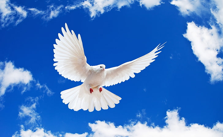 White Dove Breeds, flying, animal, animal body part, white color Free HD Wallpaper