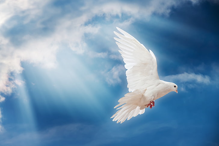 White Dove PNG, motion, animal, spread wings, pigeon Free HD Wallpaper