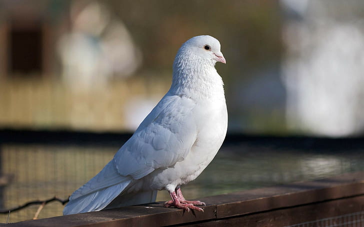 White Dove Tattoo, dove,, bird, pigeon, HD