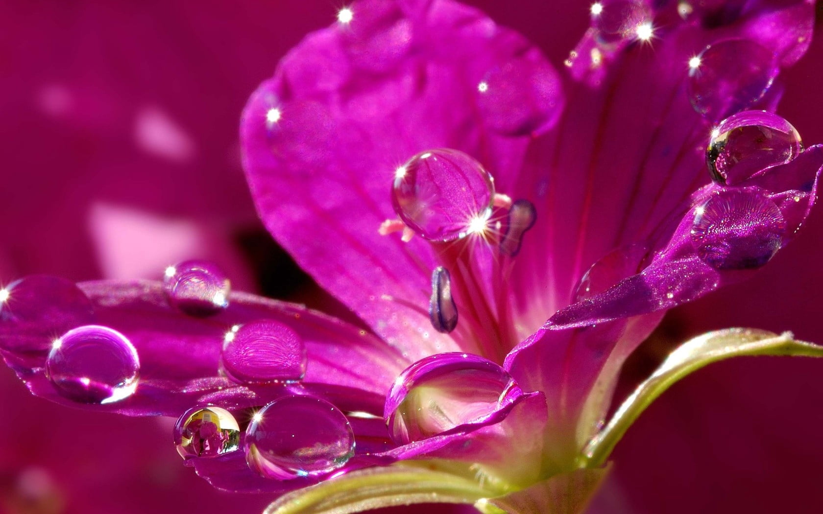 White Flowers in Water, growth, springtime, leaf, botany