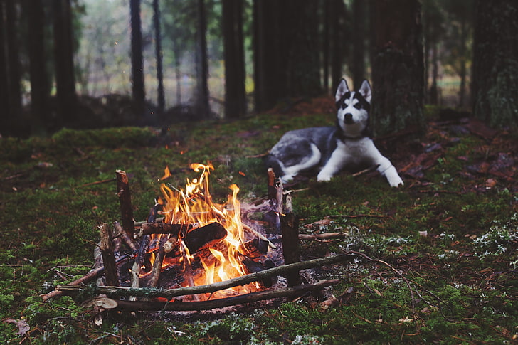 White Huskies Puppies, bonfire, animals, animal, siberian husky Free HD Wallpaper