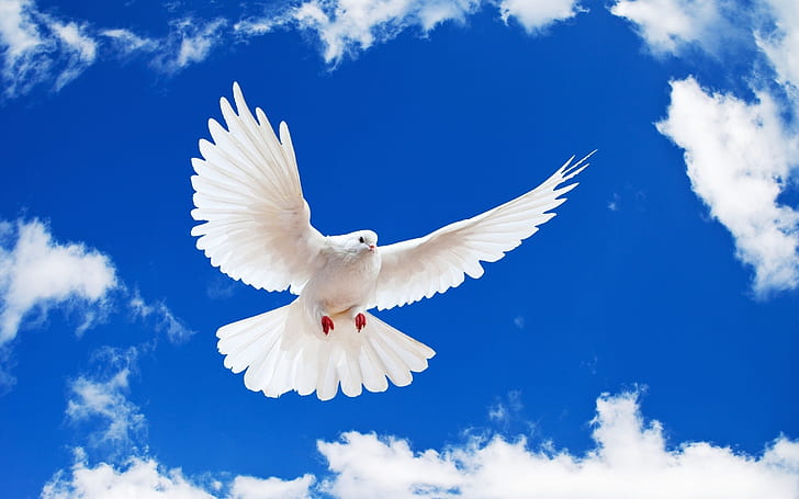 White Pigeon Art, beautiful, white, Dove, dove Free HD Wallpaper