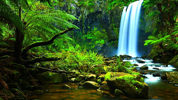 Amazon Rainforest Flowers, jungle, of, stream, body Free HD Wallpaper