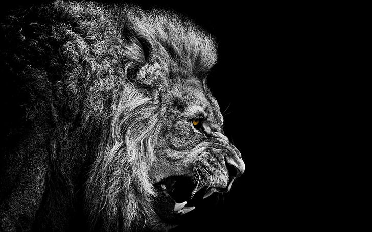 Angry Lion Black and White, animal eye, studio shot, animal themes, lion Free HD Wallpaper