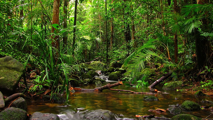 Australian Rainforest, foliage, jungle, no people, wilderness