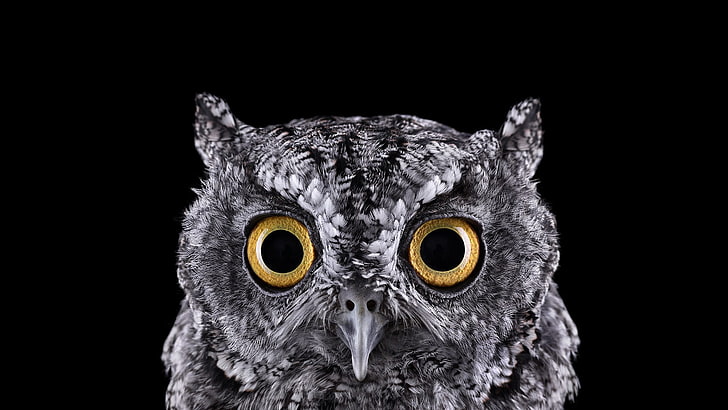 Baby Screech Owl, animals, birds, animal wildlife, vertebrate Free HD Wallpaper