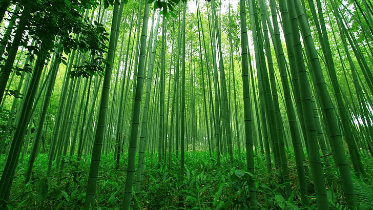 Bamboo Forest Animals, low angle view, no people, abundance, tranquility Free HD Wallpaper