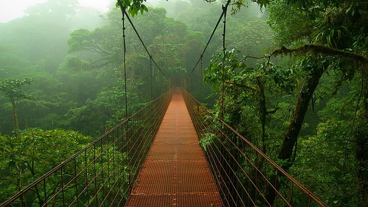 Beautiful Jungle, rainforest, jungle, bridges, forest Free HD Wallpaper