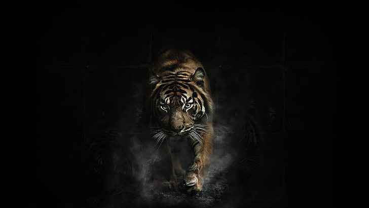 Big Cats Tiger, studio shot, black background, animals in the wild, cat Free HD Wallpaper