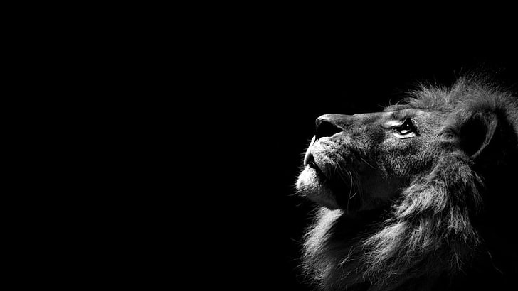 Black Lion Roaring, portrait, no people, mammal, looking Free HD Wallpaper