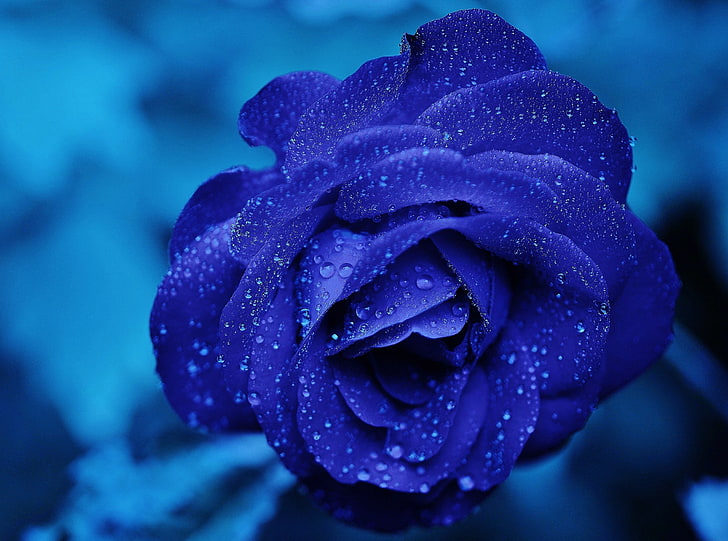 Blue Rose Painting, valentines day, purpleflowers, rosaceae, marriage Free HD Wallpaper