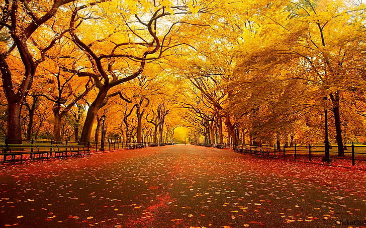 Central Park Autumn, 1920x1200, beautiful tree, thanksgiving Free HD Wallpaper