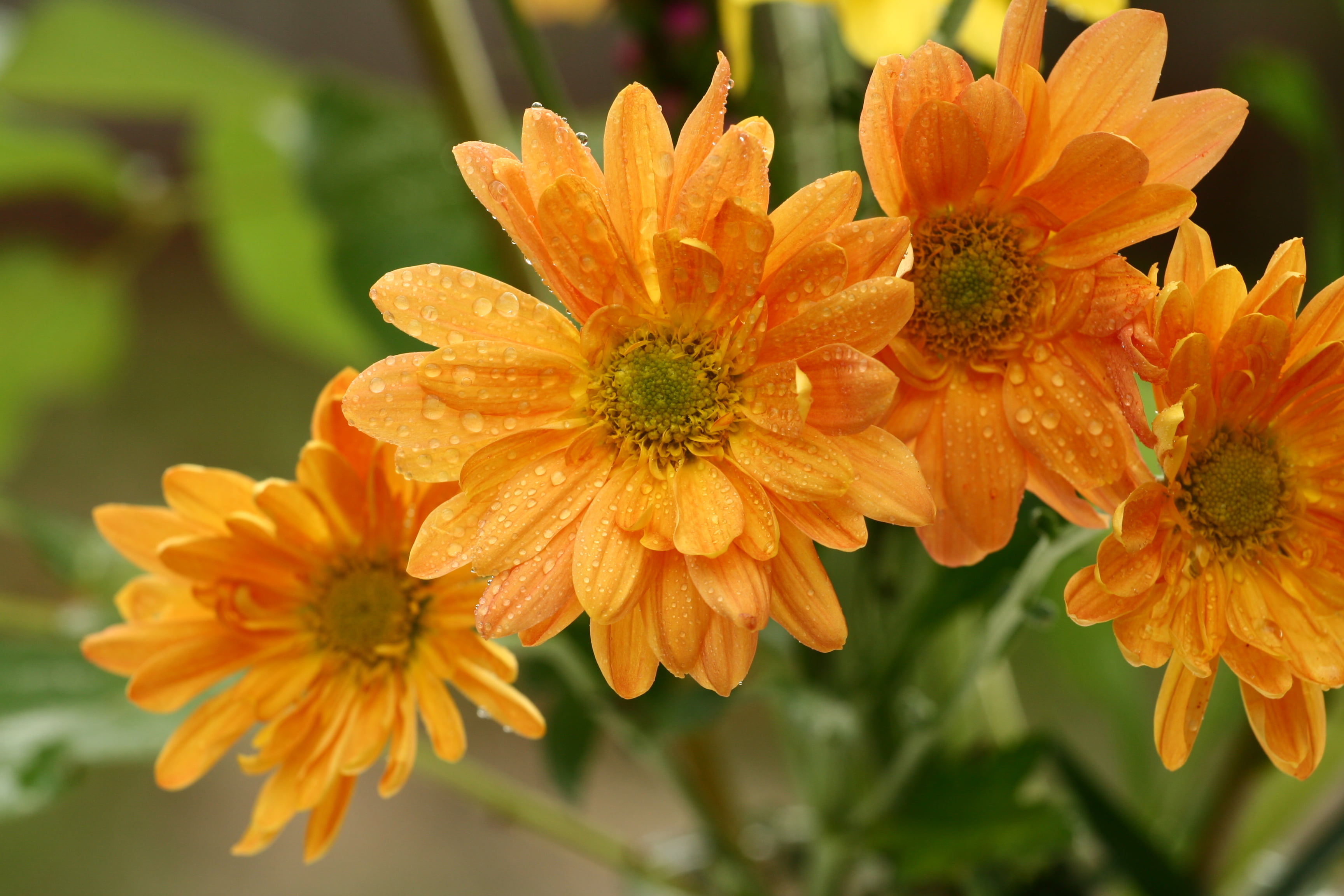 color, plant, daisy, harvest thanksgiving
