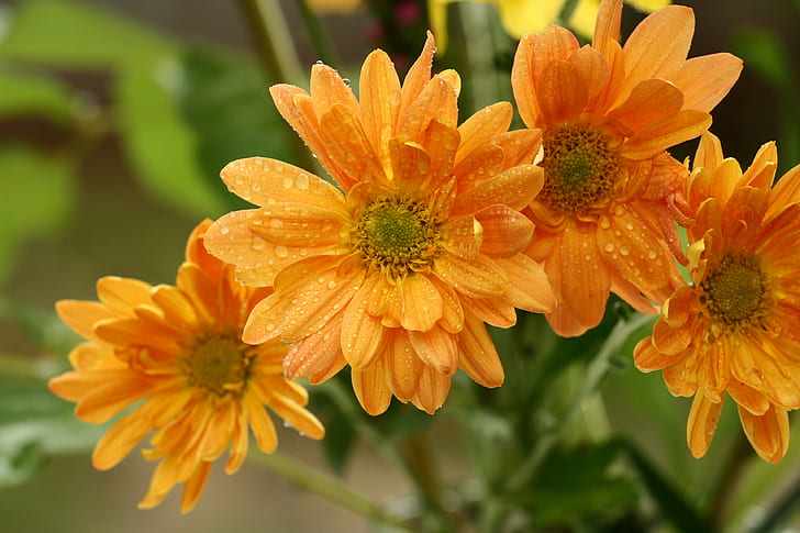 color, plant, daisy, harvest  thanksgiving