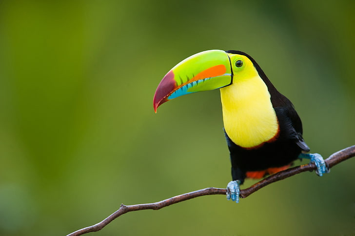 Cute Toucan, east, province, red, no people Free HD Wallpaper