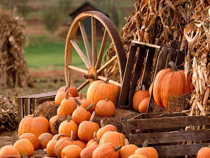 Early Fall, no people, crop, thanksgiving, large group of objects