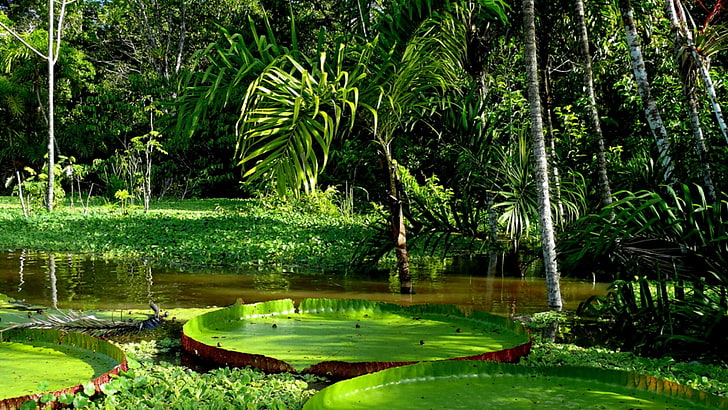 Flooded Rainforest, peru, tranquil scene, floating on water, green color
