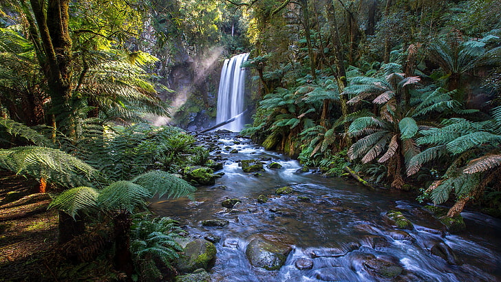 Forest Stream, forest, creek, tree, nature Free HD Wallpaper