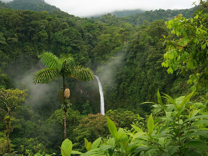 Forest Waterfall, nature, water, jungle, tree Free HD Wallpaper