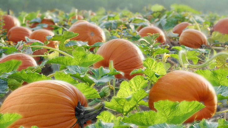 Funny Cat Thanksgiving, harvest, holiday, agriculture, green color