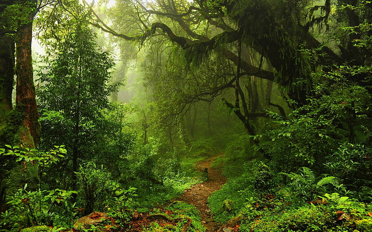 Green Rainforest, rock  object, environment, wilderness area, landscape