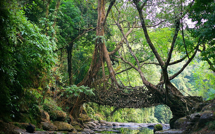 Jungle Landscape, rainforest, scenics  nature, lush foliage, plant