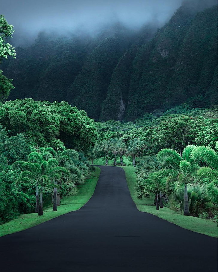 Ko'olau, tranquility, diminishing perspective, tranquil scene, plant Free HD Wallpaper