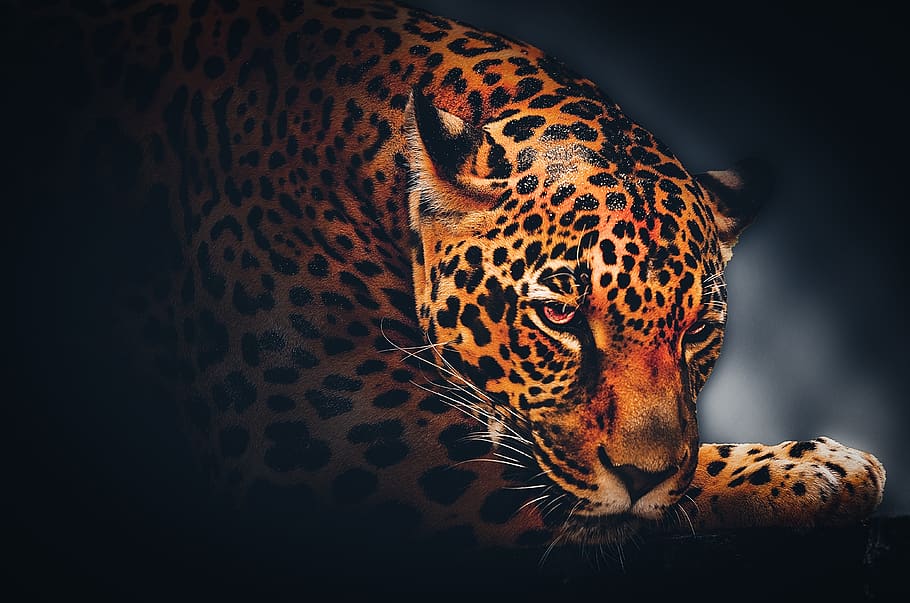 Mexican Jaguar, fur, black background, animal head, looking Free HD Wallpaper