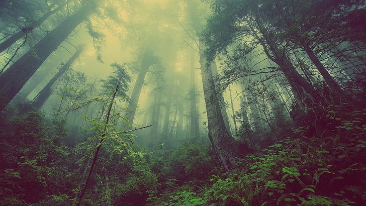 Misty Morning Forest, nonurban scene, sunbeam, light  natural phenomenon, green color Free HD Wallpaper