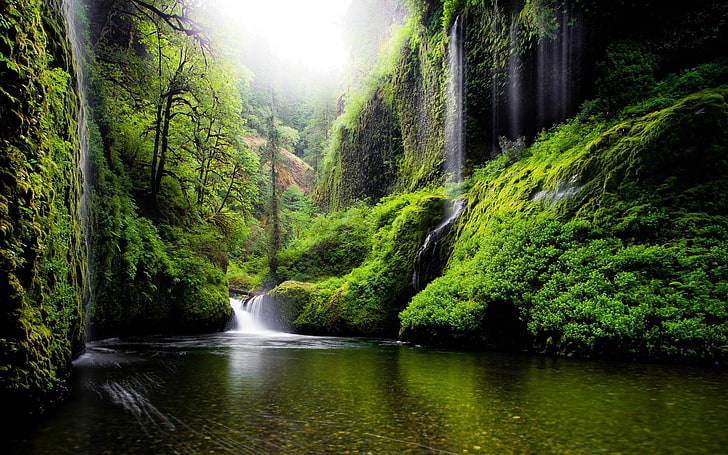 Moss Forest, tranquility, green color, power in nature, land Free HD Wallpaper