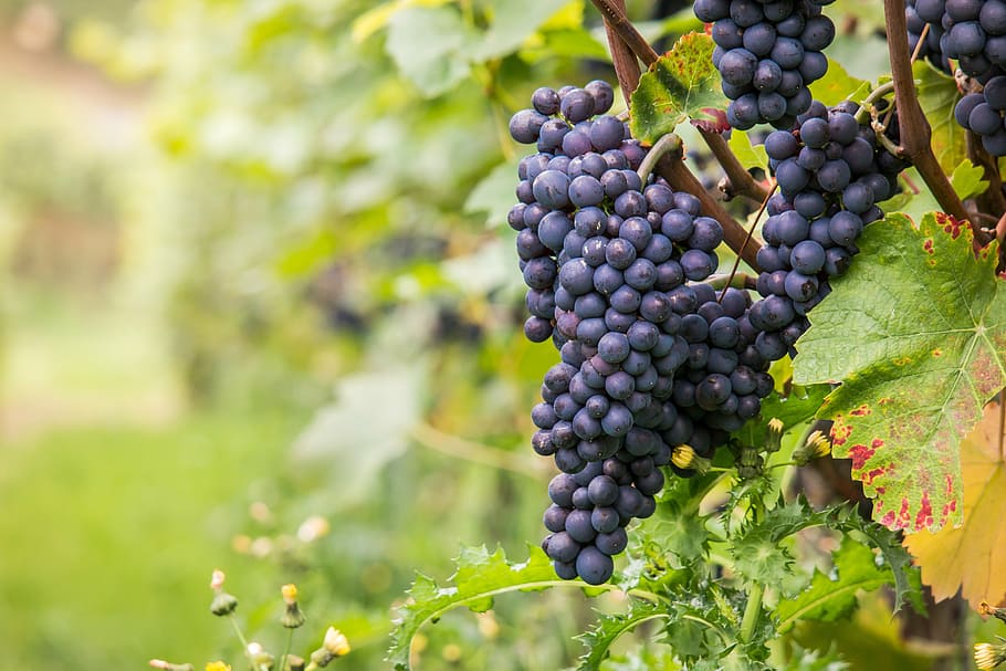 Pinot Noir Grapes, ripe, plantation, plant part, harvest