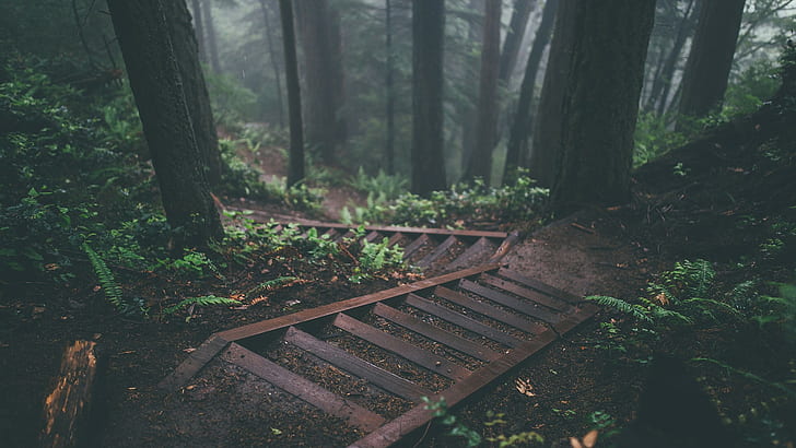 Pluviophile Aesthetic, trees, jungle, stairs, forest