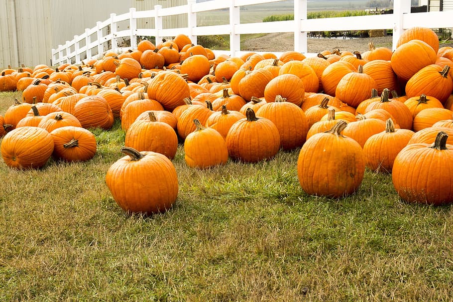 Pumpkin Patch Photography, food and drink, fall, no people, rural Free HD Wallpaper