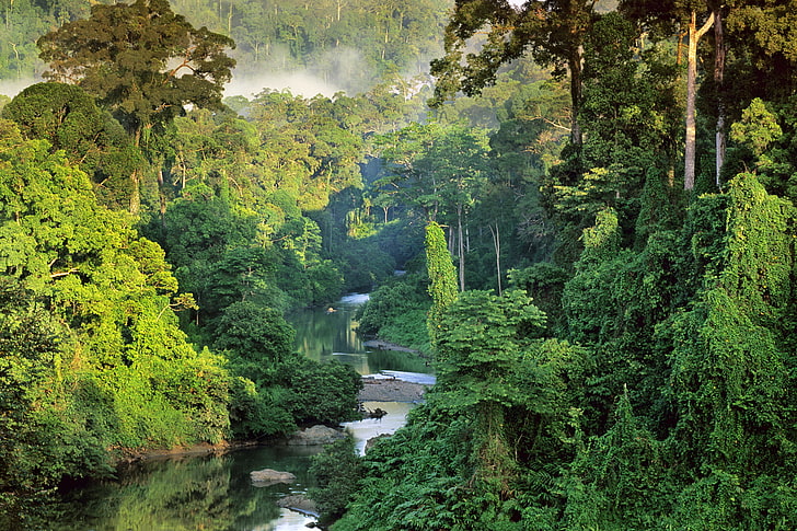 Rainforest in Malaysia, flowing, environment, lush foliage, power in nature Free HD Wallpaper