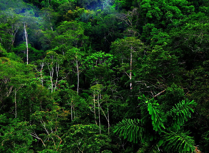 Rainforest Tree Tropical Forest, day, nonurban scene, tranquil scene, bamboo  plant Free HD Wallpaper