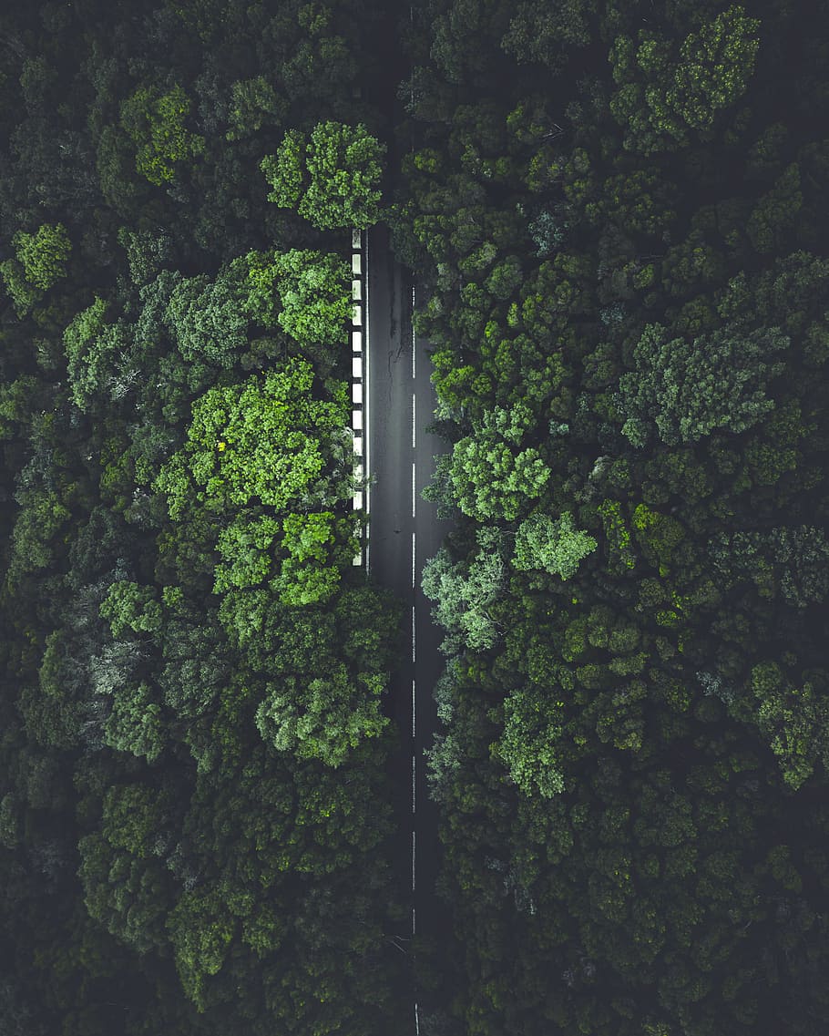 roadtrip, leaf, symmetrical, vibe Free HD Wallpaper